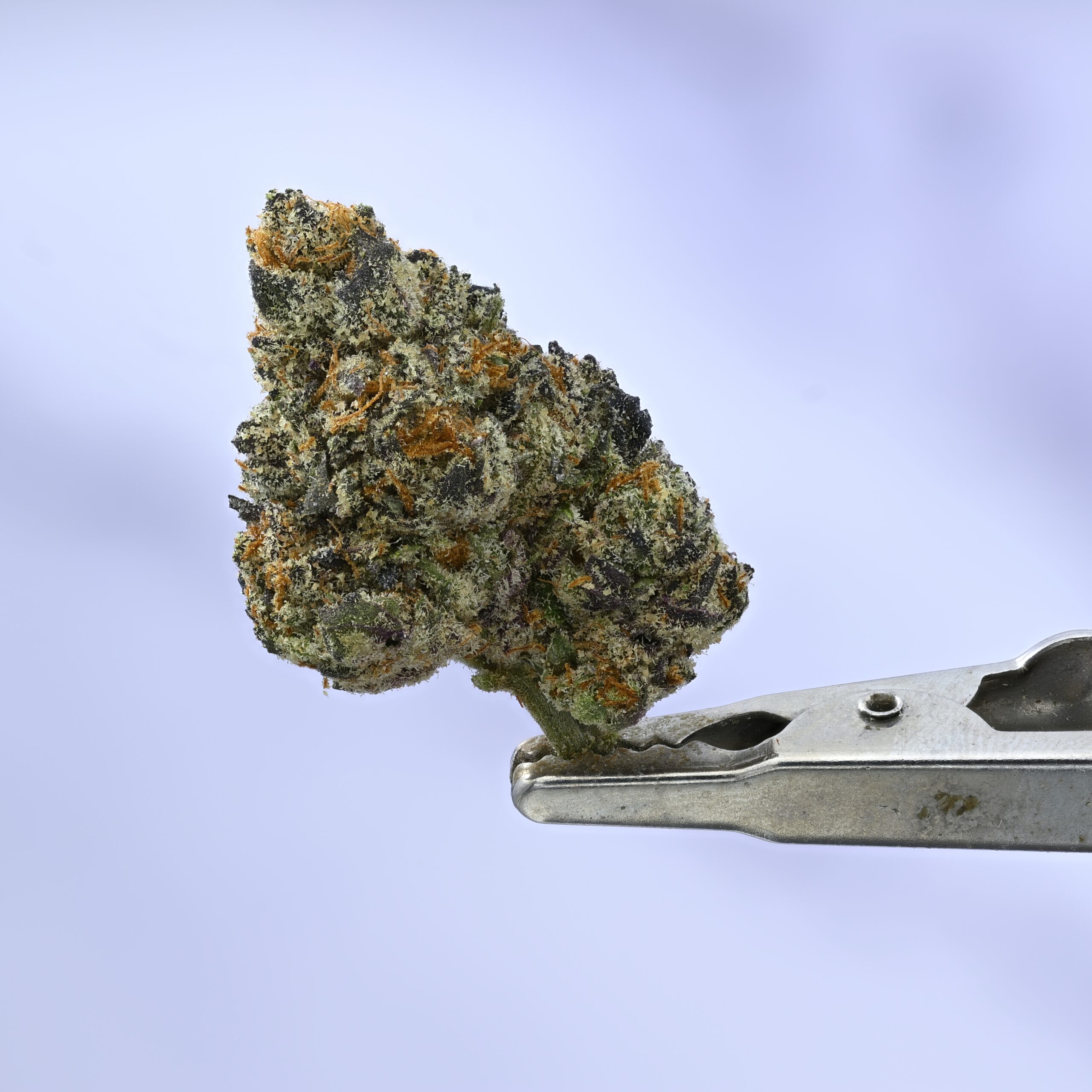 GSC x Blue Diesel