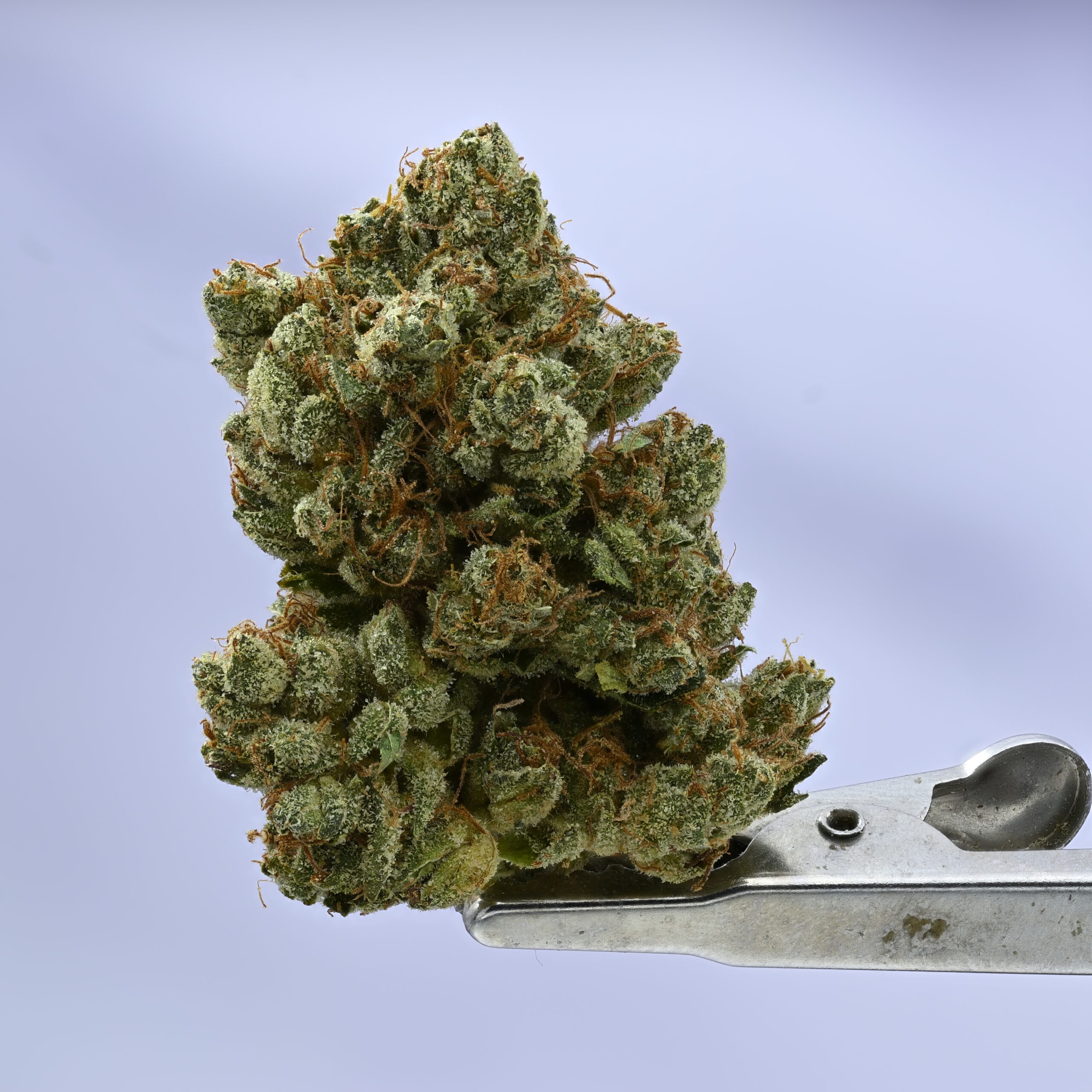 Kush Co OG