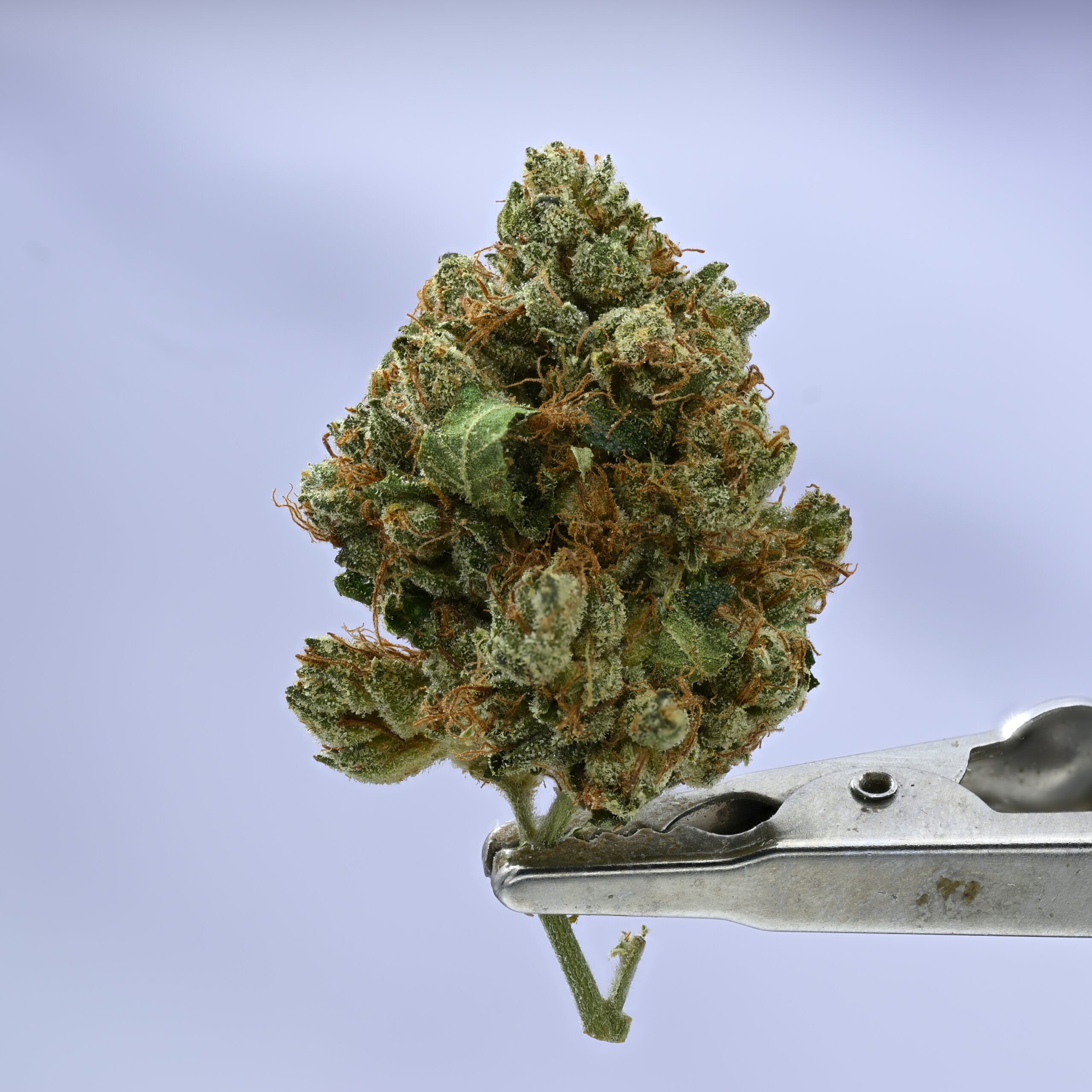 Kush Co OG